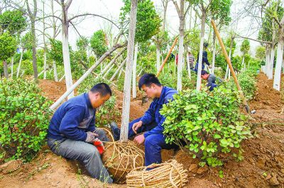 楊樹苗的種植、楊樹苗的種植時間什么時間好