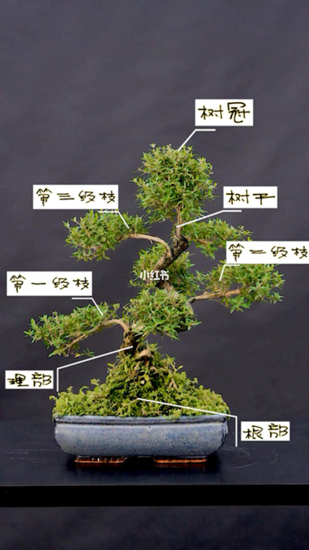 盆景制作步驟、盆景制作步驟有哪些