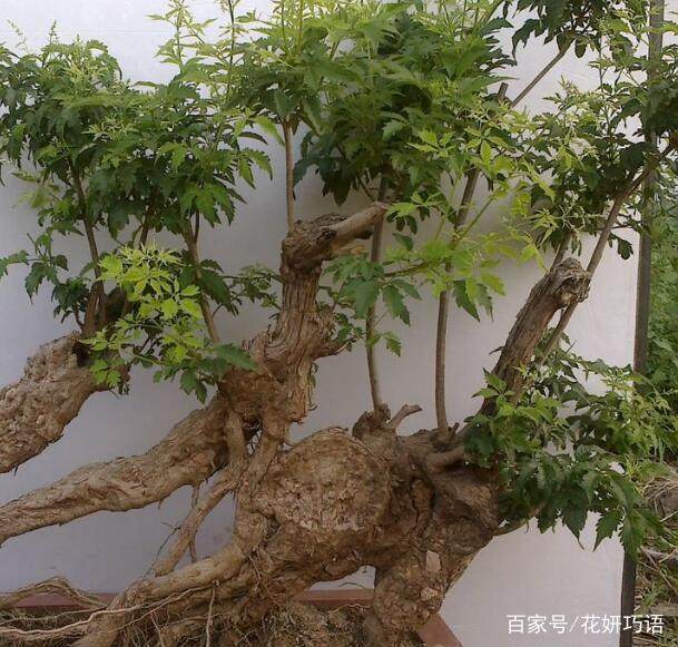 黃荊樁頭怎樣種植、黃荊樁頭怎樣種植視頻