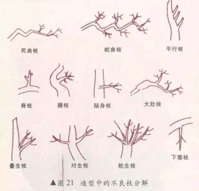 盆景植物造型制作方法、盆景植物造型制作方法圖片