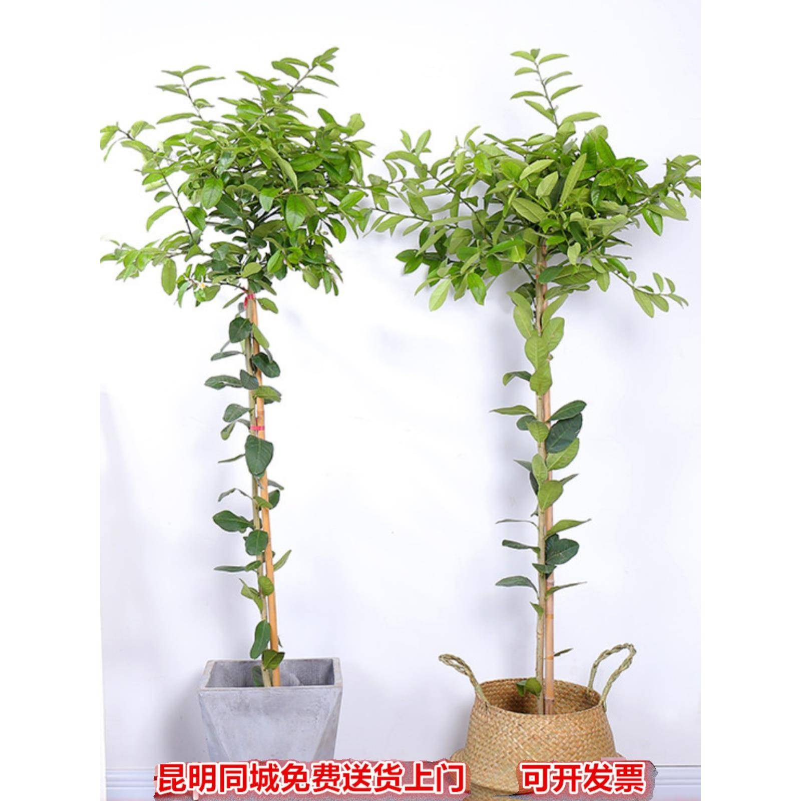 十大盆景綠植名稱、盆景植物大全及名稱