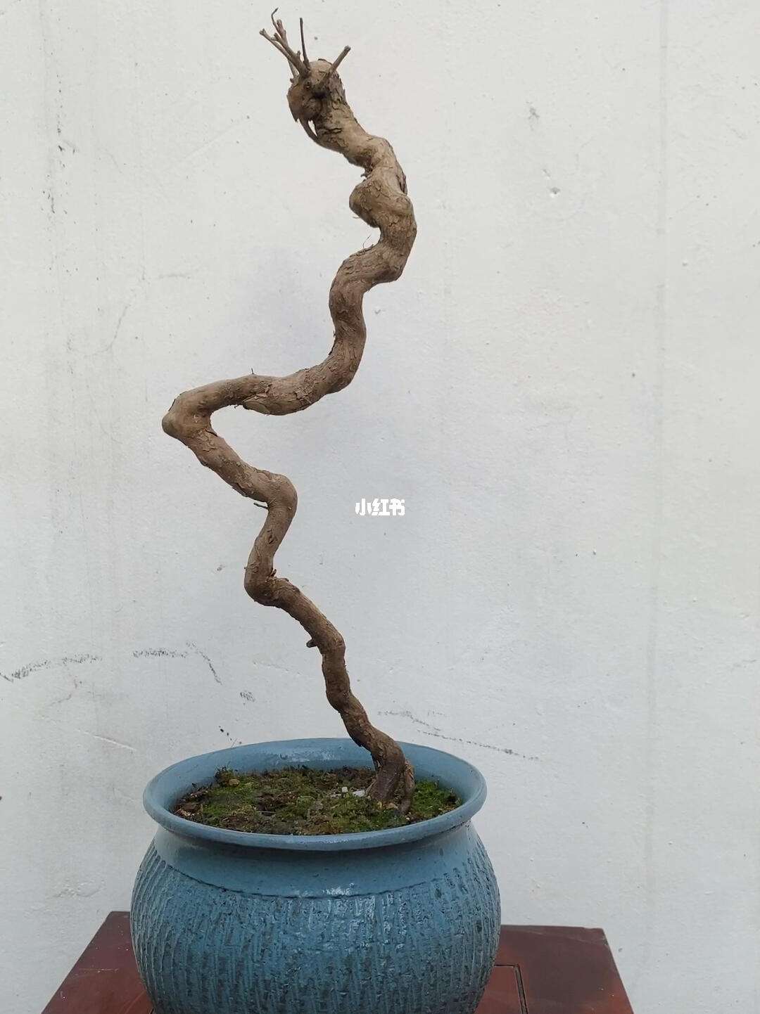 黃荊盆景造型過程、黃荊盆景的制作與管理