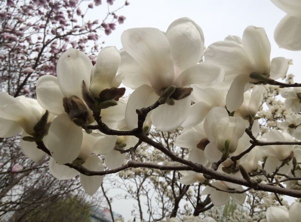 十大漂亮花樹圖片、十大漂亮花樹圖片高清