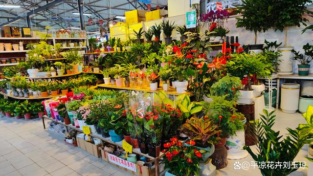 盆景花卉批發市場附近、盆景花卉批發市場附近有沒有