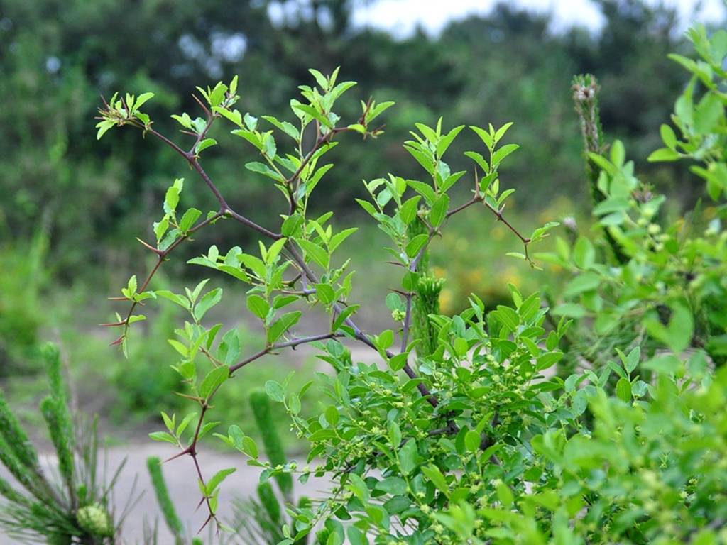 酸棗灌木、酸棗樹的種植與管理