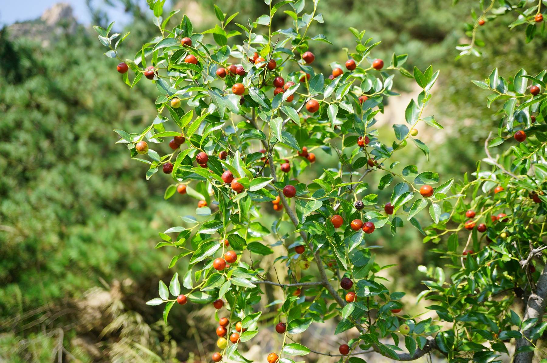 酸棗灌木、酸棗樹(shù)的種植與管理