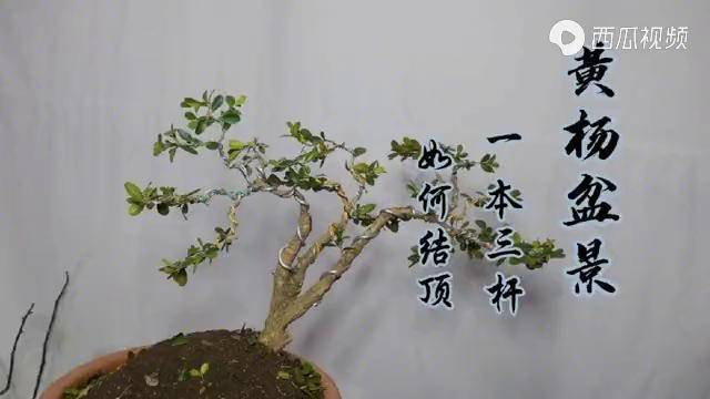 盆景制作技術(shù)視頻大全、盆景制作技術(shù)視頻大全集