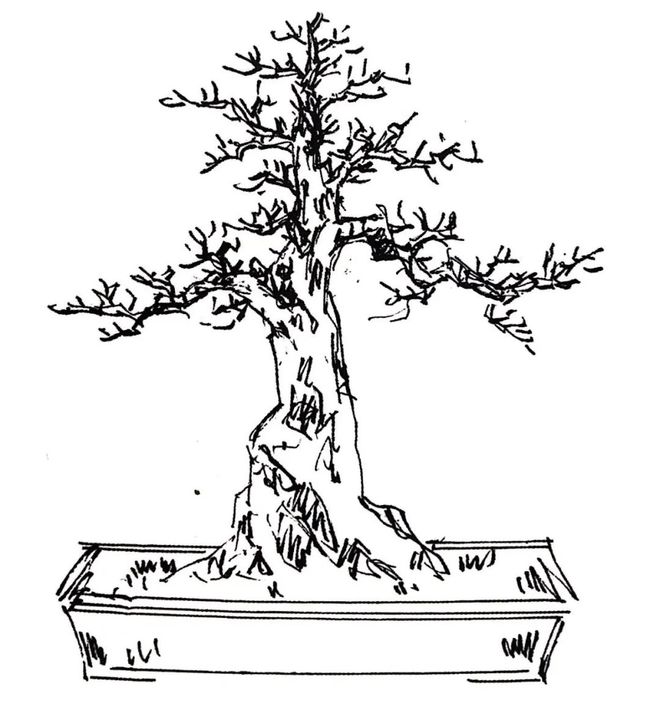 盆景造型設(shè)計草圖、盆景造型設(shè)計草圖要有擺件圖