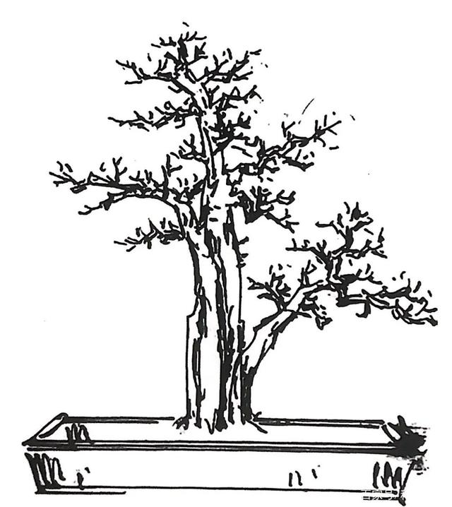 盆景造型設計草圖、盆景造型設計草圖要有擺件圖