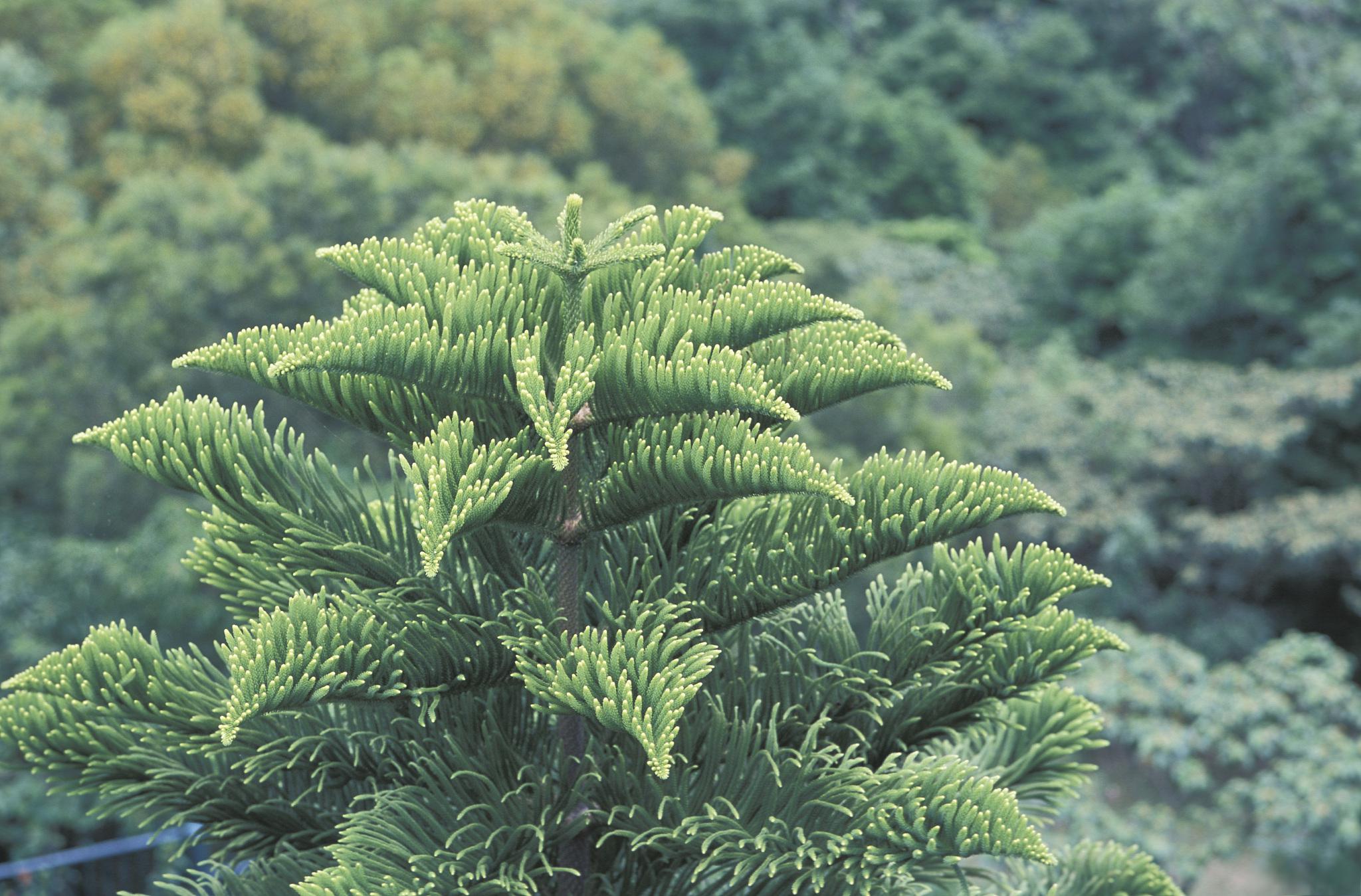 最耐陰的十大室內植物、最耐陰的十大室內植物開花