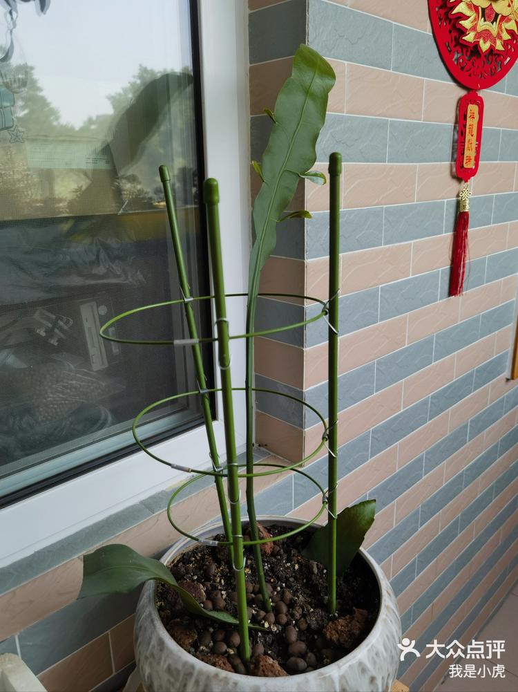 盆景植物小葉子怎么養、盆景植物小葉子怎么養好