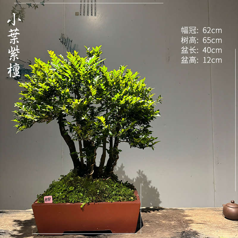 小葉植物盆景圖片、小葉植物盆景圖片欣賞