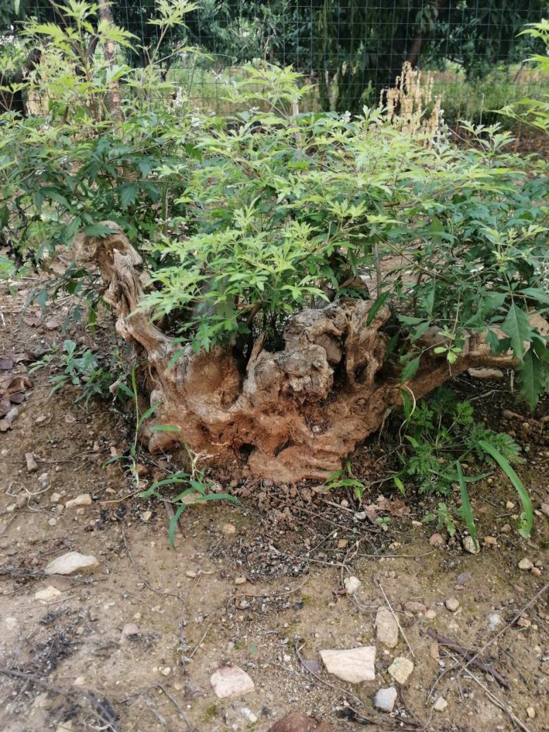 挖黃荊樁視頻、挖黃荊下山樁什么時間