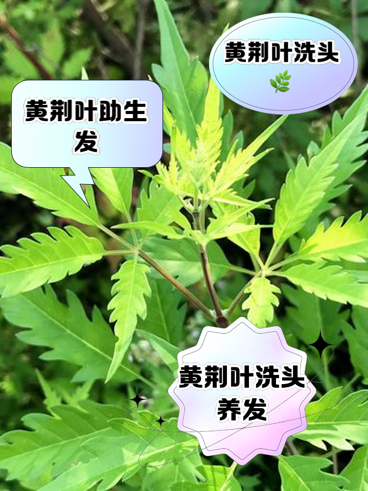 怎樣讓黃荊長疙瘩、怎樣讓黃荊長疙瘩快速發芽