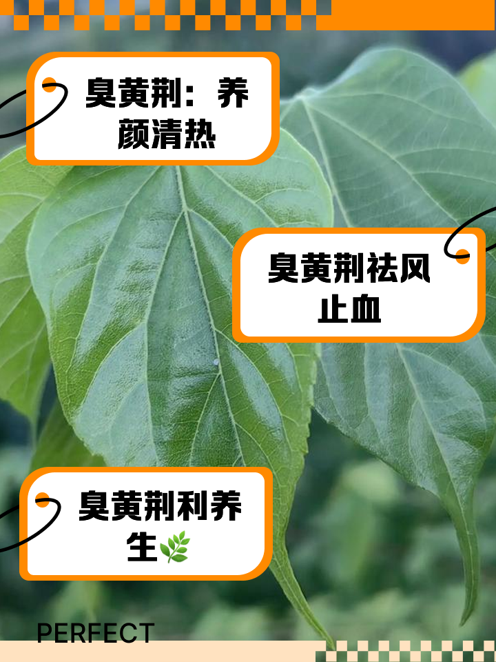 怎樣讓黃荊長疙瘩、怎樣讓黃荊長疙瘩快速發芽