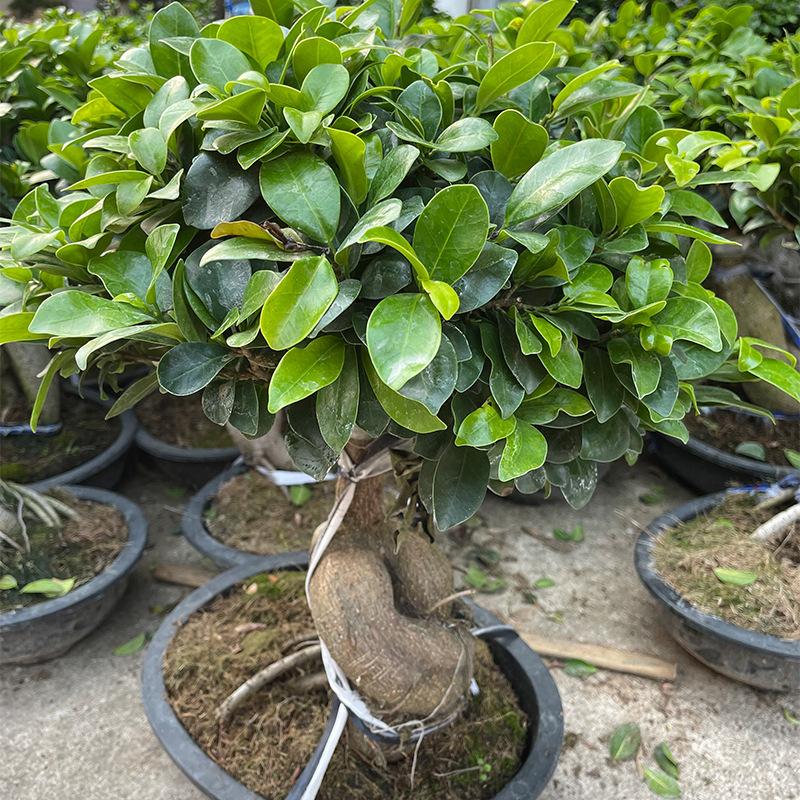 榕花樹盆景、榕花樹的種植方法